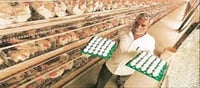 Food crisis in Sri Lanka...!? 2 million eggs from India!